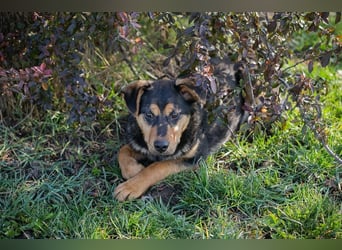 BAILEY - ich möchte so gerne ein Teil deiner Familie sein!