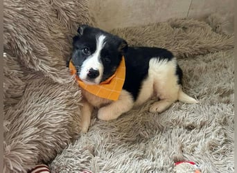 Welpe MILA - kuscheln, lernen, spielen - wer schenkt mir ein tolles Für-Immer Zuhause?