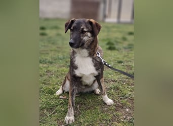 LUCY - die liebe und freundliche Hündin sucht eine unternehmungslustige Familie!