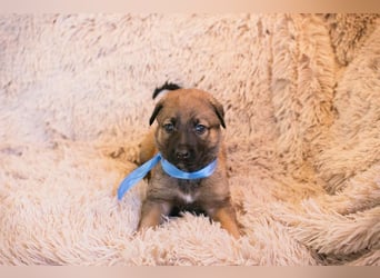 Welpe SNICKERS - ich freue mich darauf, mit meinen Menschen die Welt zu entdecken!