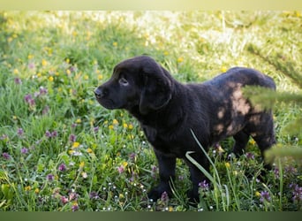 Welpe Chip-Nr. 256531 - ich freue mich darauf, mit meinen Menschen die Welt zu entdecken!