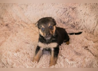 Welpe TWIX - wer verliebt sich in die kleine Maus und schenkt ihr ein liebevolles Zuhause?