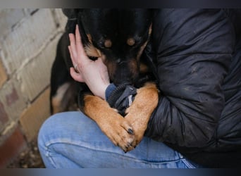 MARLEY - der Rüde ist noch schüchtern und vorsichtig