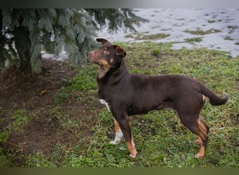 FREYA - zeigst du mir, wie ein liebevolles und glückliches Hundeleben aussieht?