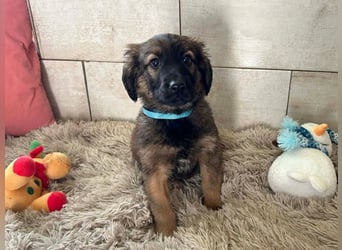 Welpe WILLI - der süße Rüde freut sich darauf, mit seinen Menschen die Welt zu entdecken!