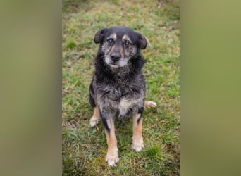 Chip-Nr. 271455 - ich  freue mich darauf, mit meinen Menschen die Welt zu entdecken!