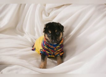 Welpe MARS - der kleine Racker träumt von tollen Abenteuern mit seiner Familie