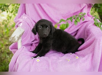 Welpe LOTTI - das goldige kleine Mädchen mit den Kulleräuglein sucht ein liebevolles Zuhause!