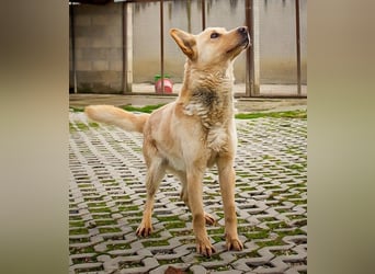 MATEL - der hübsche, freundliche Rüde sucht Menschen mit Hundeerfahrung