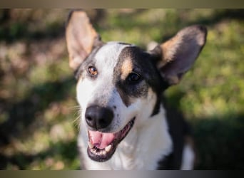 JIM - der neugierige, aktive und junge Rüde freut sich auf tolle Abenteuer mit seinen Menschen