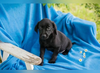 Welpe Chip-Nr. 256034 - ich suche einen tollen Namen und am liebsten auch gleich ein eigenes Zuhause