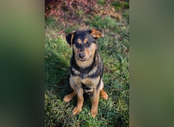 BAILEY - ich möchte so gerne ein Teil deiner Familie sein!