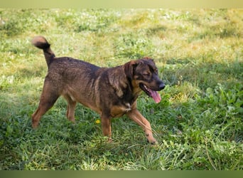 FREDDY - der liebe Rüde mag Menschen und Artgenossen sehr und liebt es, Ball zu spielen