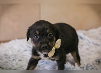 Welpe BELLA - ich möchte so gerne ein Teil deiner Familie sein!