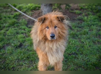 Chip-Nr. 259433  - der hübsche, menschenbezogene Rüde sucht ein liebevolles Zuhause!