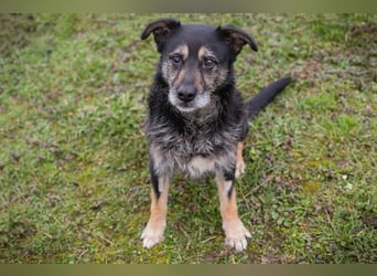 Chip-Nr. 271455 - ich  freue mich darauf, mit meinen Menschen die Welt zu entdecken!