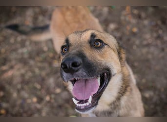 Chip 289818 - Junger Mann sucht ein aktives Zuhause