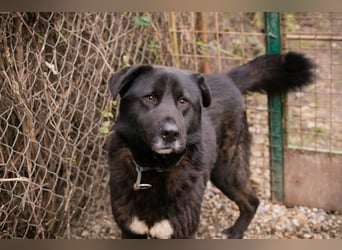 RIO - der aufgeschlossene Rüde hat keine Berührungsängste und spielt sehr gerne!