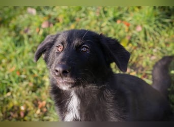 SENTA - diese tolle Begleiterin sucht ein liebevolles Für-Immer Zuhause