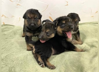 Welpe MARS - der kleine Racker träumt von tollen Abenteuern mit seiner Familie