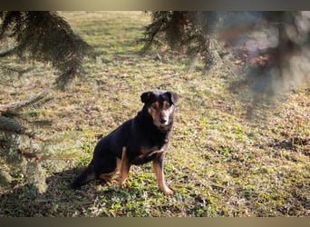 LEVEL - der vorsichtige, liebe Rüde mag Artgenossen und sucht eine geduldige Familie