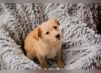 Welpe LAETIZIA - Hallo, kleine Maus! Heute schon geknuddelt?