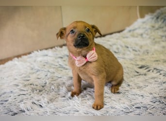 Welpe Chip-Nr. 256803 - ich träume davon, ein geliebtes Familienmitglied zu sein...