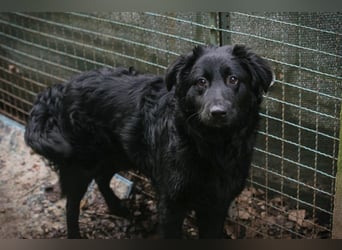 OLE - black is beautiful - der lustige und brave Junge sucht ein tolles Für-Immer Zuhause!