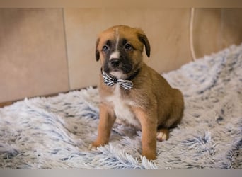 Welpe Chip-Nr. 256861 - ich suche einen Namen und am besten auch gleich ein eigenes Zuhause!