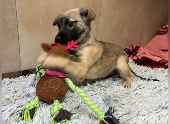 Welpe Chip-Nr. 256271 - wenn ich groß bin möchte ich eine richtige Familienhündin sein!