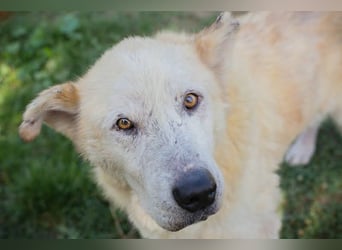 NOBBY - der herzensgute Senior wünscht sich noch ein liebes Zuhause und ein warmes Körbchen...