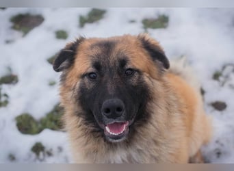 HEROY - der aktive, fröhliche Rüde freut sich auf eine tolle Zeit mit seinen Menschen!