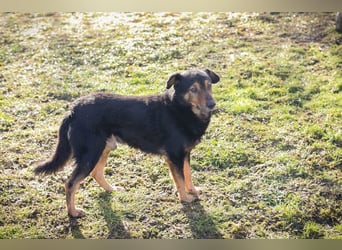 LEVEL - der vorsichtige, liebe Rüde mag Artgenossen und sucht eine geduldige Familie