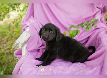 Welpe LOTTI - das goldige kleine Mädchen mit den Kulleräuglein sucht ein liebevolles Zuhause!