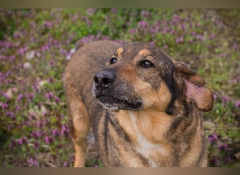 SANAJ - der liebe Rüde mag die Menschen und sehnt sich nach Aufmerksamkeit, Zärtlichkeit und Wärme.