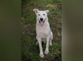 PAULO - der verspielte und zugängliche Hundemann freut sich auf sein eigenes Zuhause!