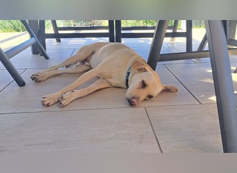 LEO - wer sucht einen treuen Begleiter fürs Leben?