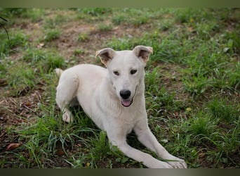 PAULO - der verspielte und zugängliche Hundemann freut sich auf sein eigenes Zuhause!