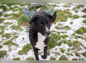 BUONAVITA - die süße Maus freut sich auf das Leben in einer eigenen lieben Familie!