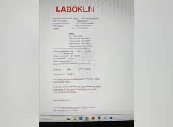 JAX - wer zeigt dem gemütlichen, zugänglichen und braven Rüden, wie schön das Leben sein kann?