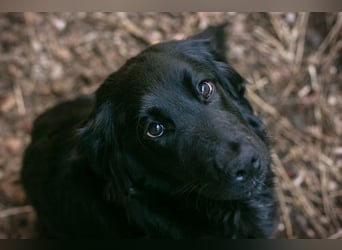 LIBERTY - die fröhliche, aufgeschlossene Hündin träumt von einem liebevollen Zuhause