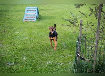 RICO - der aktive und lernwillige Rüde sucht eine unternehmungslustige Familie