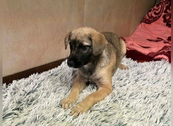 Welpe Chip-Nr. 256271 - wenn ich groß bin möchte ich eine richtige Familienhündin sein!