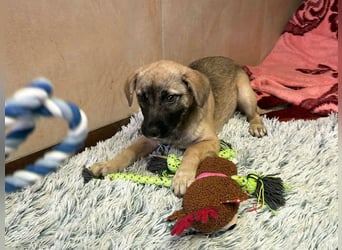 Welpe Chip-Nr. 256271 - wenn ich groß bin möchte ich eine richtige Familienhündin sein!