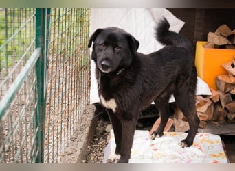 RIO - der aufgeschlossene Rüde hat keine Berührungsängste und spielt sehr gerne!