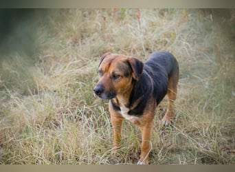JONNY - der liebe Schatz sucht ein ruhiges, liebevolles Für-Immer Zuhause