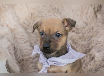 Welpe AMARETTO - kuscheln, spielen, lernen - wer zeigt mir, wie schön ein Hundeleben sein kann?