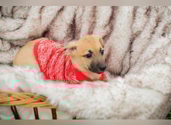 Welpe LESSER - der kleine Racker erobert die Herzen im Sturm und freut sich auf sein Zuhause!