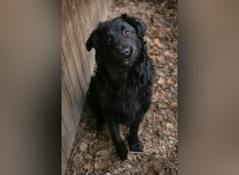 OLE - black is beautiful - der lustige und brave Junge sucht ein tolles Für-Immer Zuhause!