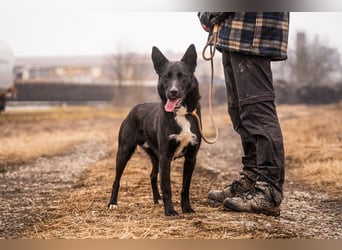 MIRAN - der aktive, zugängliche Rüde sucht eine hundeerfahrene, unternehmungslustige Familie!